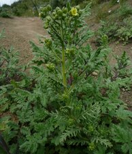 Emmenanthe penduliflora Plant